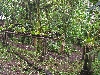 Maquipucuna; orchid research garden