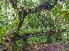 Maquipucuna; orchid research garden