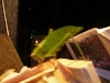 Maquipucuna; leaf bug
