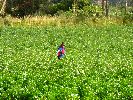 Ecuador agriculture