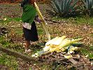 Ecuador agriculture, agave
