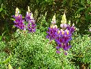 Ecuador, Banos: flowers along the road