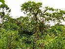 Ecuador, Patazas, vultures in a tree