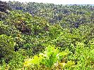 Ecuador, Canelos, rainforest