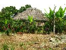 Ecuador, Canelos, traditional house