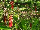 Ecuador, Canelos, Huella Verde Lodge, garden and forest