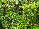 Ecuador, Canelos, Huella Verde Lodge, garden and forest