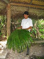 Ecuador, Canelos, demonstration of traditional construction technique
