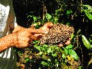 Ecuador, Canelos, educational forest walk