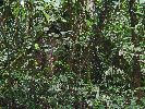 Ecuador, Canelos, educational forest walk