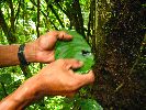 Ecuador, Canelos, looking at a sap that can be for purposes ranging from being an antiseptic to treating various female conditions.