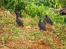 Ecuador, Patazas, vultures on the ground