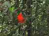 Cock-of-the-Rock bird, Kaieteur Falls, Guyana