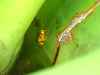 Golden Frog, Kaieteur Falls, Guyana