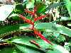 Bird-of-Paradise flower, Kaieteur Falls, Guyana