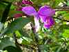 flower, Kaieteur Falls, Guyana