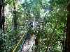 Canopy walk, Iwokrama Forest, Guyana