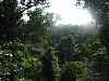 Canopy walk, Iwokrama Forest, Guyana