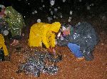 tagging leather back turtle, Shell Beach, Guyana