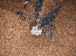 leather back turtle laying eggs, Shell Beach, Guyana