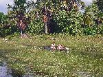 student paddle canoe to school, Wakapoa, Guyana