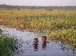 Kids swimming, Wakapoa, Guyana