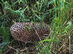 woven fish trap, Wakapoa, Guyana