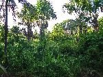 forest, Wakapoa, Guyana