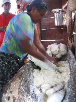 Grinding bitter casava in preparation for making casava bread