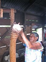 Loading matapi with ground casava in preparation for making casava bread.