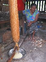 Squeezing casava in a matapi in preparation for making casava bread. The liquid is used to make casreep.