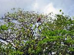 bird, Wakapoa, Guyana