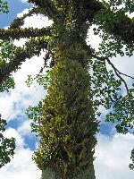 old tree, Wakapoa, Guyana