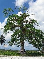 old tree, Wakapoa, Guyana