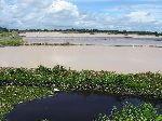 rice fields, Guyana