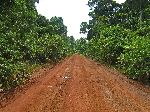 road, Iwokrama Forest, Guyana