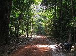 road, Iwokrama Forest, Guyana