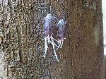 insects, Iwokrama Forest, Guyana