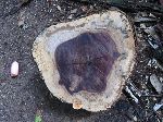 Purple heart, Iwokrama Forest, Guyana