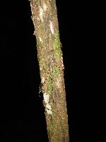 snake, Iwokrama Forest, Guyana