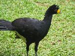 Black currasow, Iwokrama Forest, Guyana