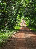Road into Surama, Guyana