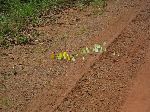 Butterflies on the road, Guyana