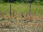 Buff-necked Ibis camouflaged in the Rupununi vegetation.