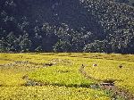 Rice field with scarecrows