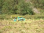 Rice harvesting combine