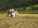 harvesting rice with combine