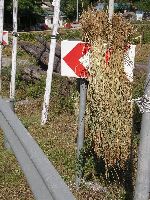Drying rice