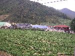Cabbage field