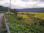 rice farms on the valley floor and trees on the hillsides